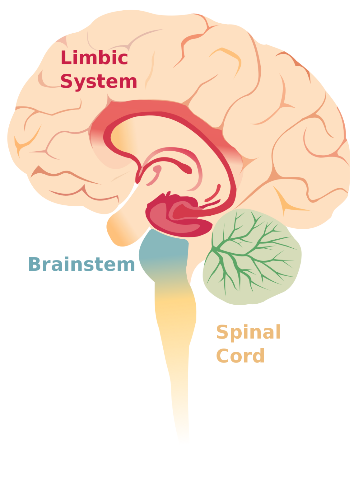 Exploring The Role Of Brain Regions In Lucidity – Mind Awake