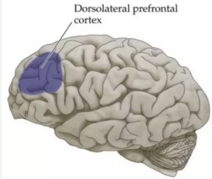 brain region that controls lucid dreaming